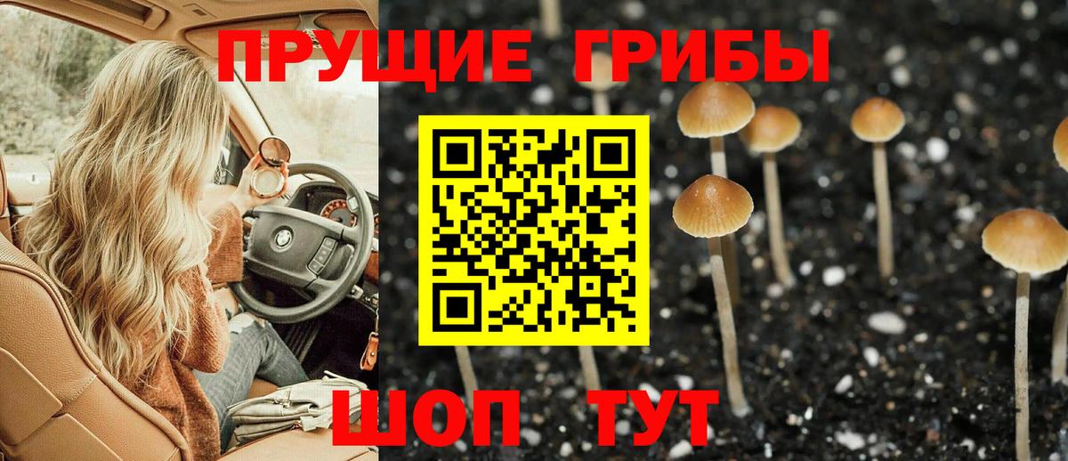 Псилоцибиновые грибы мицелий Новокубанск